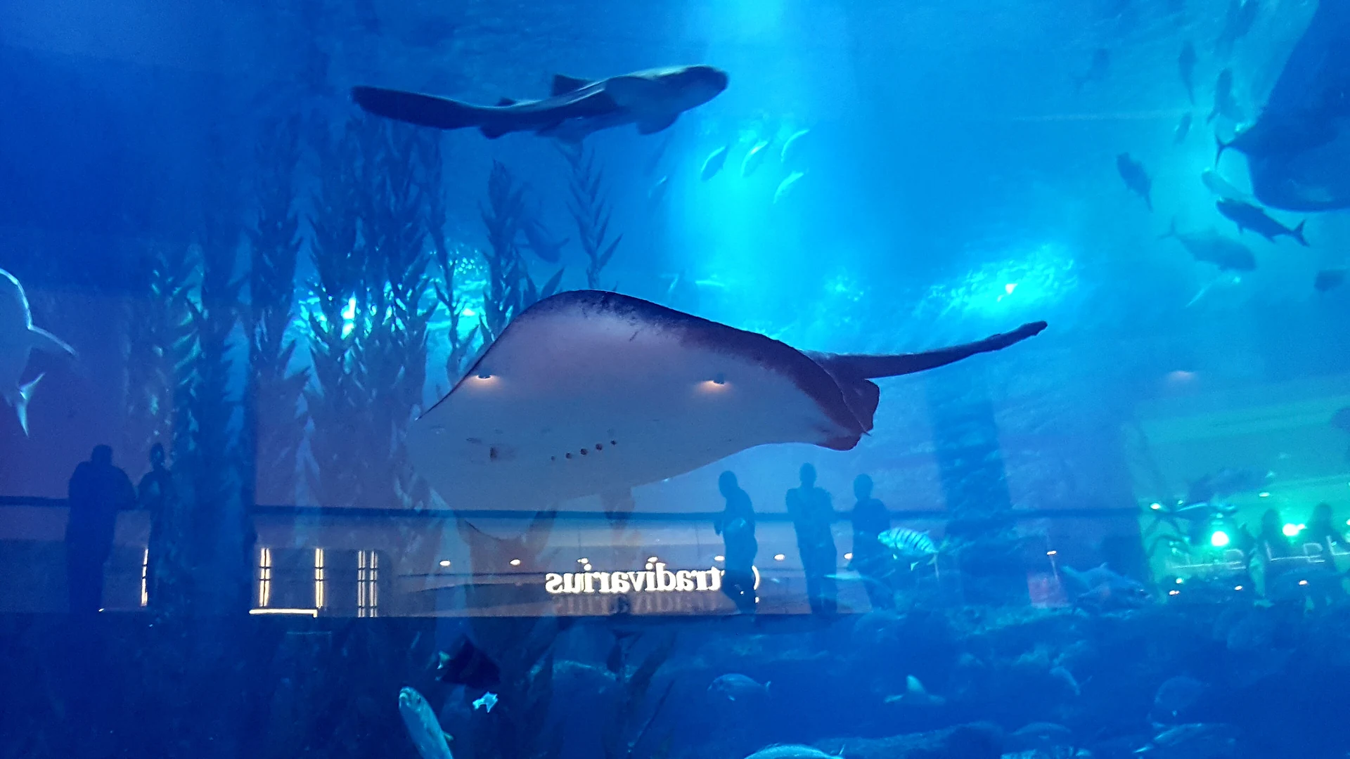 A stingray and a shark swim past visitors' silhouettes in the giant tank of the Dubai Aquarium inside Dubai Mall